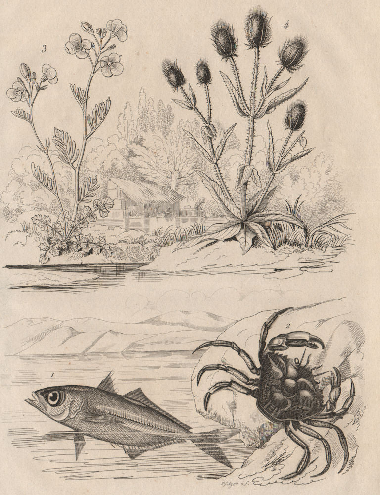 Kingfish.Shore crab.Cardamine/cuckooflower.Dipsacus fullonum/Wild teasel 1834